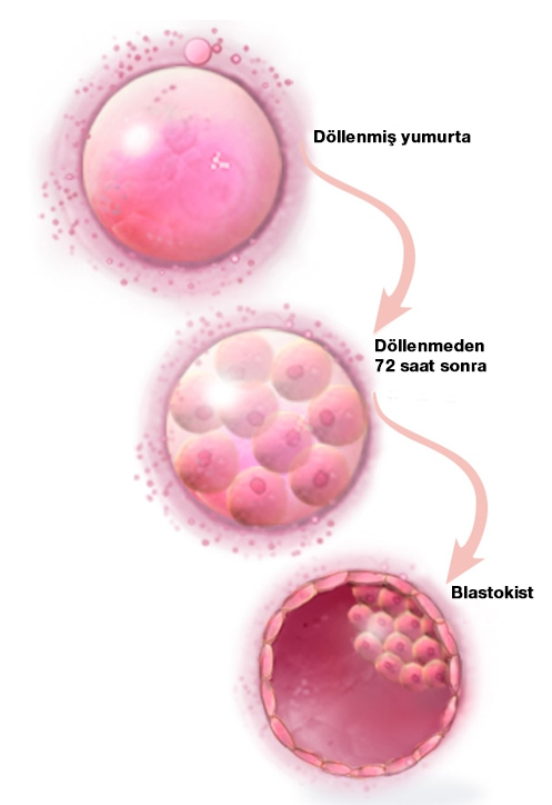döllenme aşamaları